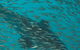 Great Barrier Reef Day Cruise To Reefworld - thumb 2