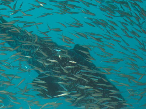 Great Barrier Reef Day Cruise To Reefworld - Accommodation NT 2