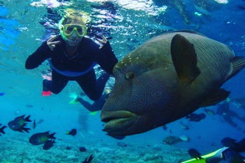 Great Barrier Reef Day Cruise To Reefworld - Accommodation NT 5