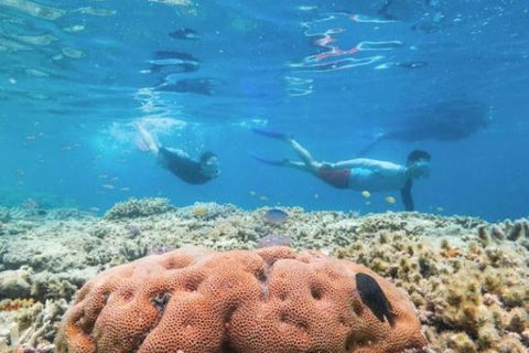 Great Barrier Reef Day Cruise To Reefworld - Accommodation NT 1