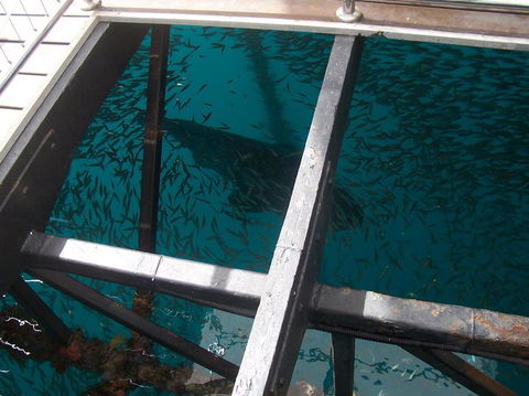 Great Barrier Reef Day Cruise To Reefworld - Accommodation NT 19