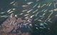 Great Barrier Reef Day Cruise To Reefworld - thumb 18