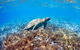 Great Barrier Reef Day Cruise To Reefworld - thumb 27