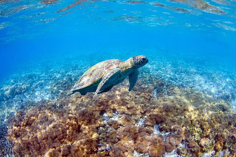 Great Barrier Reef Day Cruise To Reefworld - Accommodation NT 27