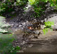 Whitsunday Crocodile Safari including Lunch - Accommodation NT