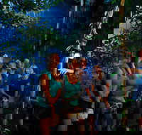 Daintree Rainforest Night Walk from Cape Tribulation - Accommodation NT