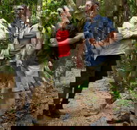Mossman Gorge Dreamtime Walk and Low Isles Snorkeling and Sailing Cruise - Accommodation NT