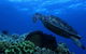 3 Day Whitsundays Sailing And Diving Adventure: Kiana - thumb 6