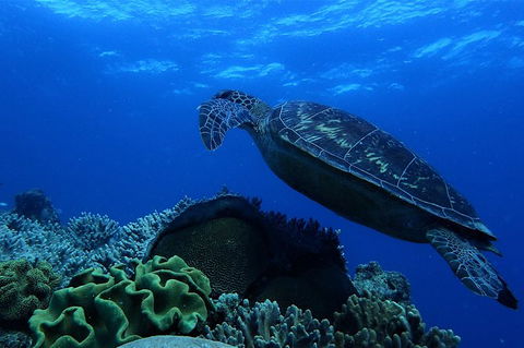 3 Day Whitsundays Sailing And Diving Adventure: Kiana - Accommodation NT 6