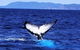 3 Day Whitsundays Sailing And Diving Adventure: Kiana - thumb 5