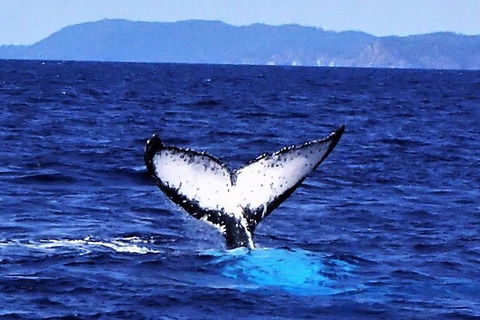 3 Day Whitsundays Sailing And Diving Adventure: Kiana - Accommodation NT 5