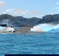 Whitsundays Whale Watching Cruise from Airlie Beach - Accommodation NT