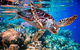2-Night Whitsunday Islands All-Inclusive Sailing Tour From Airlie Beach - thumb 7