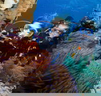 Quicksilver Dive 4 Day PADI Learn to Dive Course - Accommodation NT