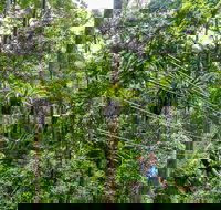 Cape Tribulation and Jungle Surfing Adventure Day from Port Douglas - Accommodation NT