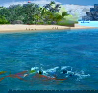 Wavedancer Low Isles Great Barrier Reef Sailing Cruise from Port Douglas - Accommodation NT