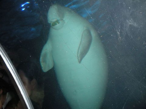 Quicksilver Outer Great Barrier Reef Snorkel Cruise From Palm Cove - Accommodation NT 4