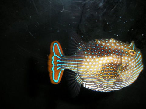Quicksilver Outer Great Barrier Reef Snorkel Cruise From Palm Cove - Accommodation NT 6
