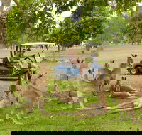 Small-Group Wildlife and Rainforest Tour from Port Douglas - Accommodation NT