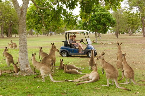 Small-Group Wildlife And Rainforest Tour From Port Douglas - Accommodation NT 0