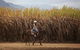 Blazing Saddles Horse Riding - thumb 10