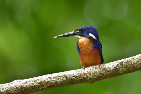 Daintree River Dawn Cruise - Accommodation NT 0