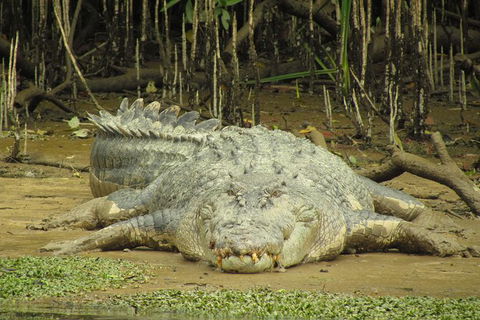 Daintree River Dawn Cruise - Accommodation NT 1