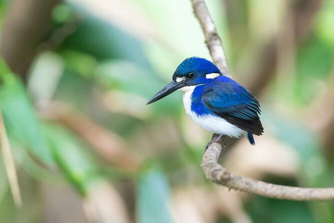 Daintree River Dawn Cruise - Accommodation NT 12