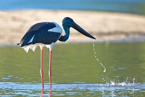Daintree River Dawn Cruise - Accommodation NT 6