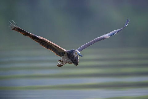Daintree River Dawn Cruise - Accommodation NT 10