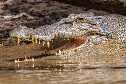 Daintree River Dawn Cruise - Accommodation NT 15