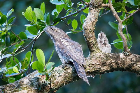Daintree River Dawn Cruise - Accommodation NT 4