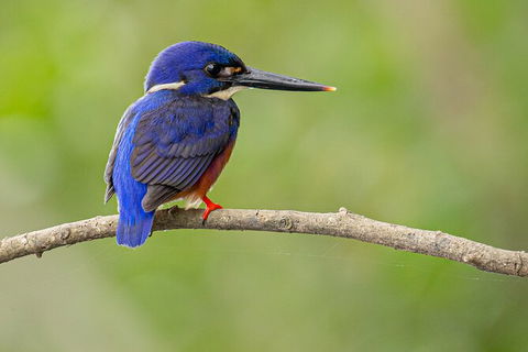 Daintree River Dawn Cruise - Accommodation NT 7