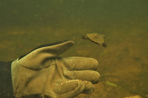 Rainforest Platypus Night Dive (Certified Divers Only Once Day Dive Completed) - Accommodation NT 9