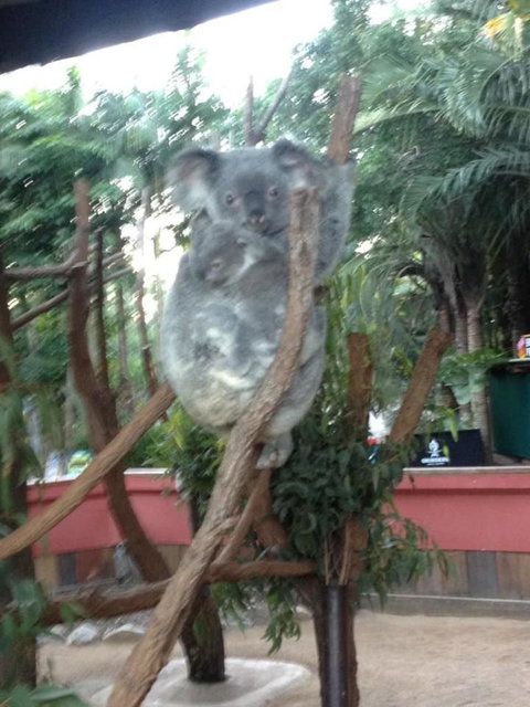 Hartley's Crocodile Adventures Day Trip From Cairns - Accommodation NT 7