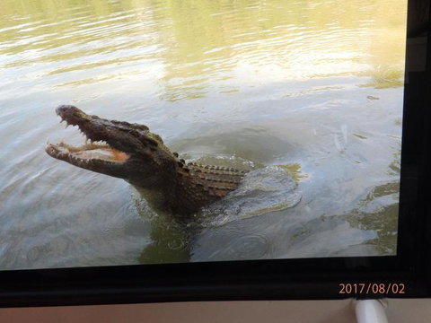 Hartley's Crocodile Adventures Day Trip From Cairns - Accommodation NT 4