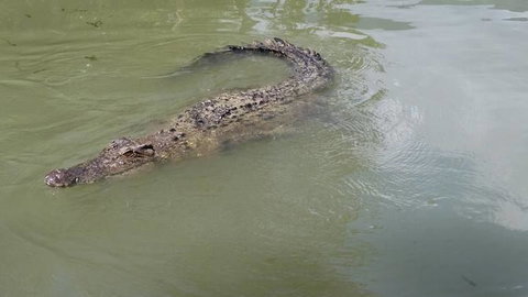 Hartley's Crocodile Adventures Day Trip From Cairns - Accommodation NT 10