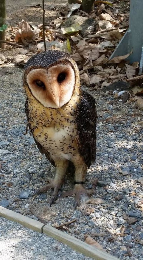 Hartley's Crocodile Adventures Day Trip From Cairns - Accommodation NT 9