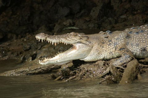 Daintree River Cruise - Accommodation NT 1