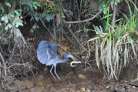 Daintree River Cruise - Accommodation NT 4