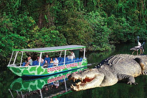 Daintree River Cruise - Accommodation NT 7