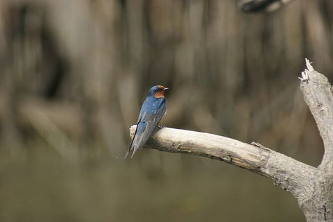 Daintree River Cruise - Accommodation NT 8