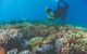 Wavedancer Low Isles Great Barrier Reef Sailing Cruise From Palm Cove - thumb 5