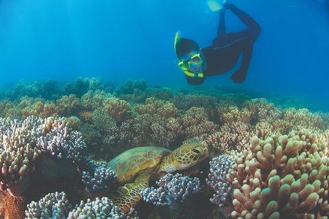 Wavedancer Low Isles Great Barrier Reef Sailing Cruise From Palm Cove - Accommodation NT 5