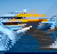 Spirit of Hervey Bay Whale Watching Cruise - Accommodation NT