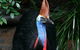Wildlife Habitat Port Douglas - thumb 0