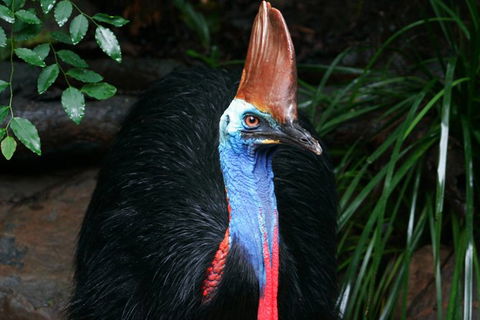 Wildlife Habitat Port Douglas - Accommodation NT 0