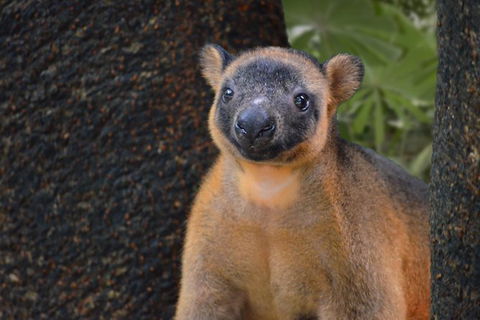 Wildlife Habitat Port Douglas - Accommodation NT 1