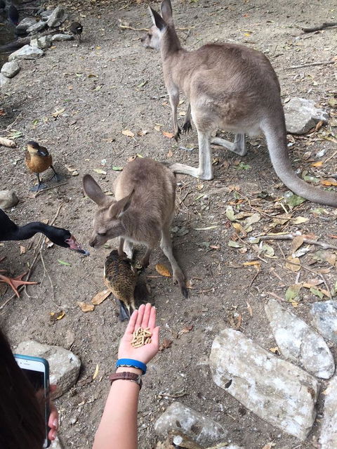 Wildlife Habitat Port Douglas - Accommodation NT 5