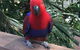 Wildlife Habitat Port Douglas - thumb 4